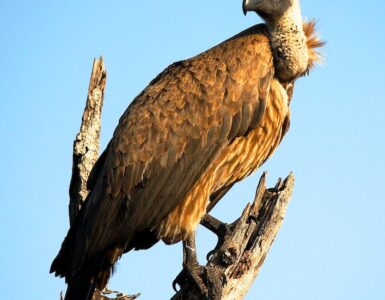 Vultures Importance