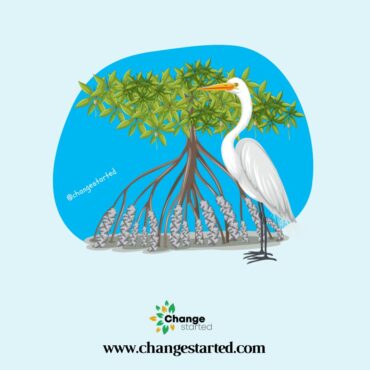 What is the Importance of Mangroves