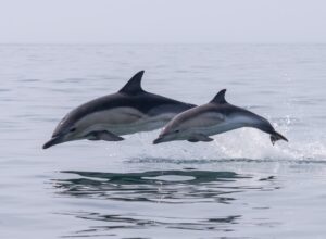 Dolphins