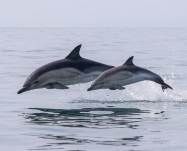 Dolphins