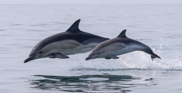 Dolphins
