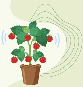 Plant Sounds