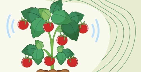 Plant Sounds