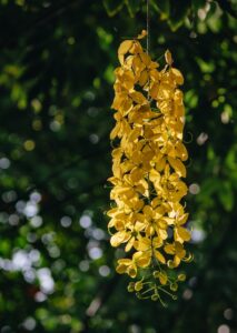 Golden Shower Tree