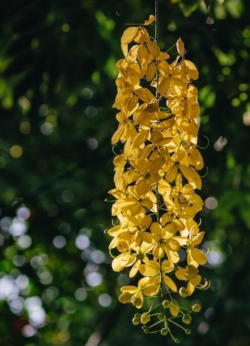 Golden Shower Or Cassia Fistula Flower. Flowers Of Golden Shower