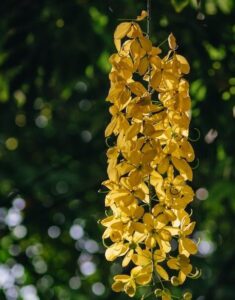 Golden Shower Tree