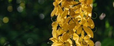 Golden Shower Tree