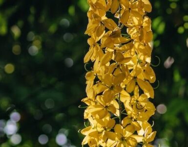 Golden Shower Tree