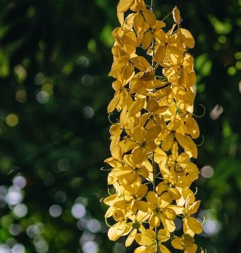 Golden Shower Tree