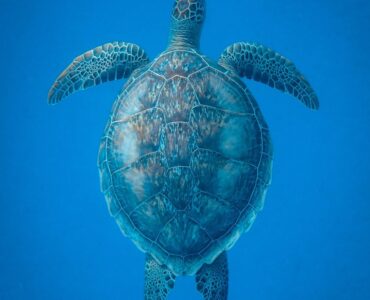 Turtles