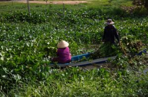 Water Hyacinth