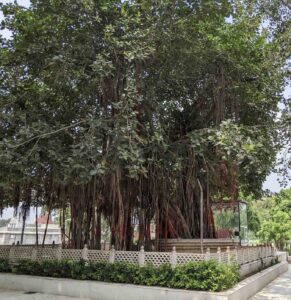 Bhagwad Gita Tree