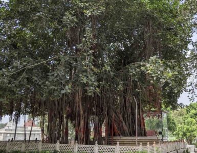 Bhagwad Gita Tree