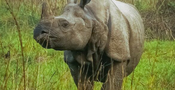 Rhinos