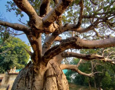 Baobab Tree in Prayagraj