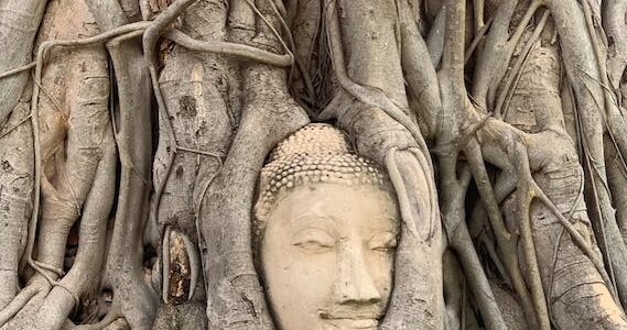 Buddha Head in the Roots