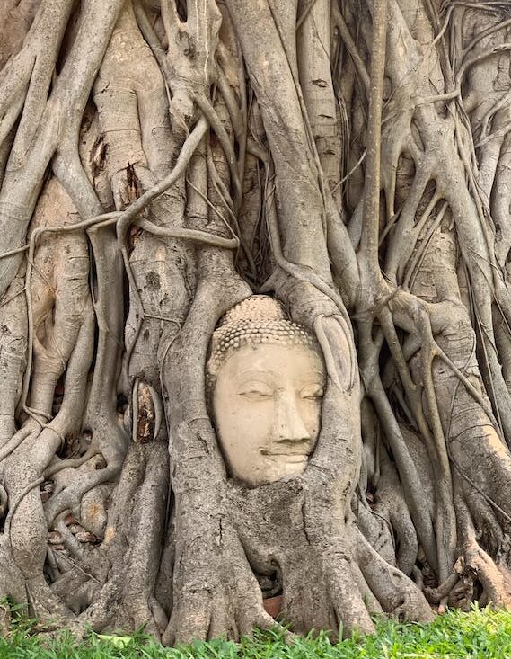 Buddha Head in the Roots
