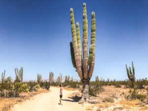 Saguaro cacti 