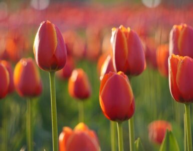 Tulip Flower Garden