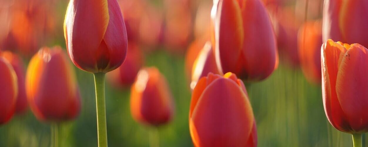 Tulip Flower Garden