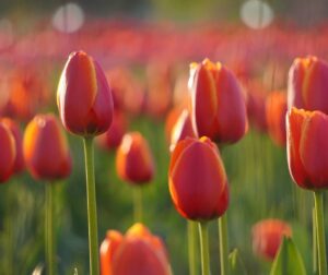 Tulip Flower Garden