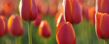 Tulip Flower Garden