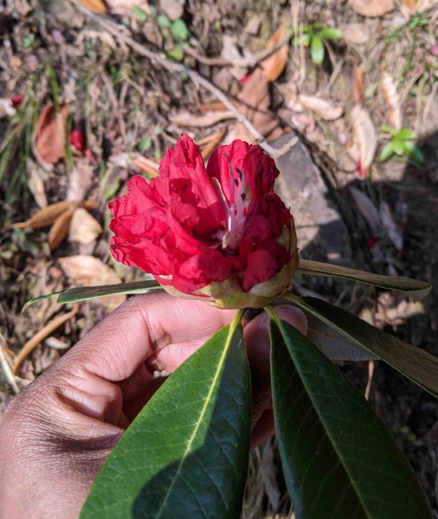 Tryst with Red Buransh Flowers of Uttarakhand – Change Started