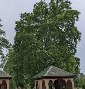 Chinar Trees