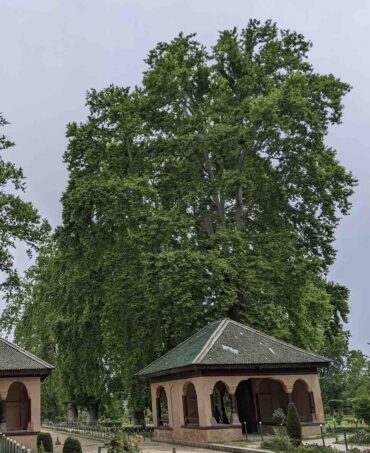 Chinar Trees