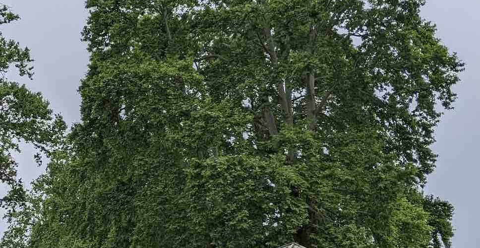 Chinar Trees