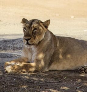 Lion in Gir