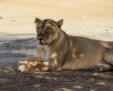 Lion in Gir