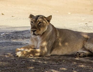 Lion in Gir