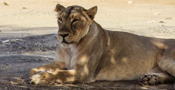 Lion in Gir