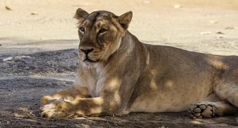 Lion in Gir