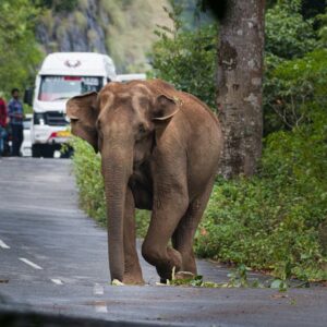 Elephants on Roads