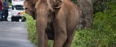 Elephants on Roads