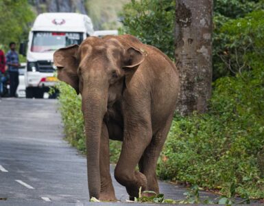 Elephants on Roads