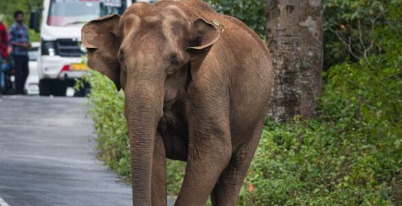 Elephants on Roads