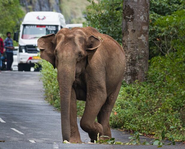 Elephants on Roads