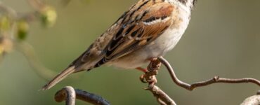 Sparrow
