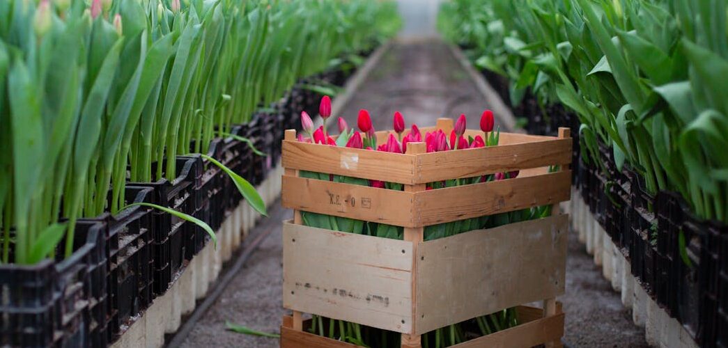 Flower Trade