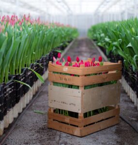 Flower Trade