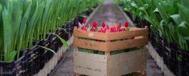 Flower Trade