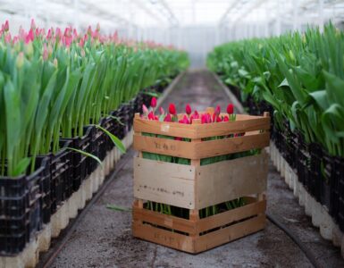 Flower Trade