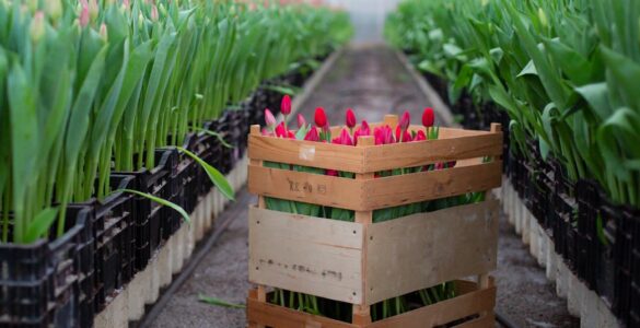 Flower Trade